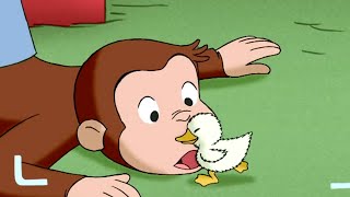 Jorge el Curioso en Español ?Jorge Es Mamá de un Patito ?Mono Jorge ?Caricaturas para Niños