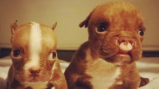 This cleftie puppy was given up at birth for his looks