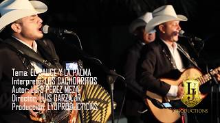 Los Cachorritos - El Sauce y La Palma (En Vivo 2017)
