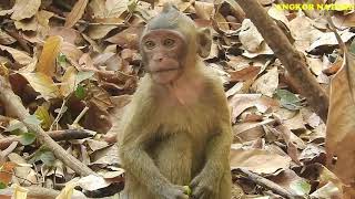 Update baby Bree after fall down from high tree | Angkor Nature