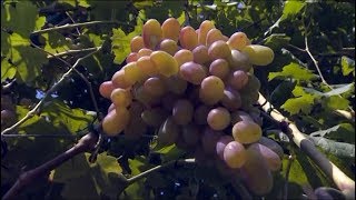 Садовые советы: поздние сорта винограда