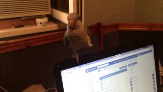 Попугай Колита-монах (квакер) танцует во время еды под Океан Эльзы / Quaker parrot dancing wirh food