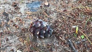 Заготовка кедровых шишек, не выходя с дачи | Кедровый орех