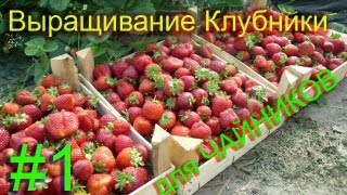 Выращивание клубники для чайников #1 (Предисловие)