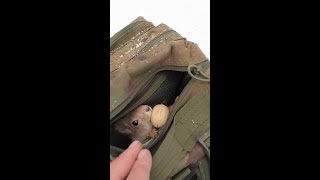 Толстая. Это очень шустрая белка / Tolstaya. This is a very nimble squirrel