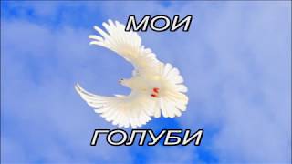 МОИ ГОЛУБИ. Pigeons    Белые, проба крыла.