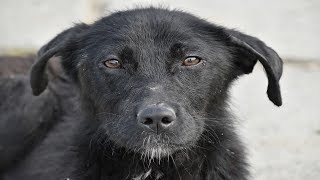 ? Cómo saber la edad de mi perro