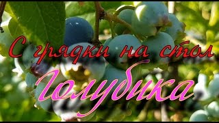 Голубика - королева ягод - у вас на даче!