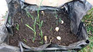 Всходы чеснока ручным способом и если бы мы садили сажалкой. Продолжение эксперимента.