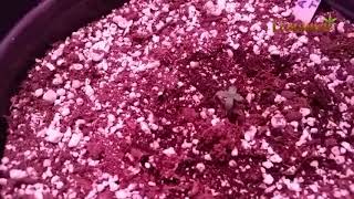 Гроурепорт сорт West Coast OG от FastBuds Seeds