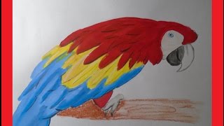 112 Guacamaya a colores - Damanuve