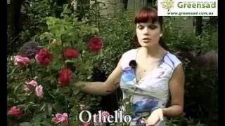 Лучшие сорта роз Дэвида Остина