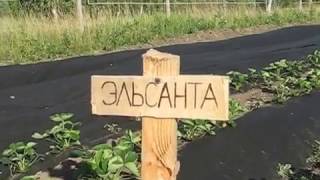 Маточные грядки для клубники. Все сорта 2016-2017.