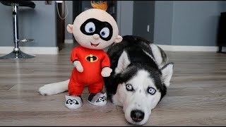 Huskies vs Baby Jack Jack: Funny Dogs Kakoa & Sky