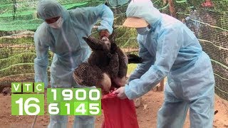 Việt Nam bùng phát dịch cúm A/H5N6 tại Hà Nội, Thanh Hóa | VTC16