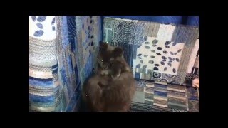 Вся жизнь котов в одном видео (оставил кота перед камерой на 2 часа)