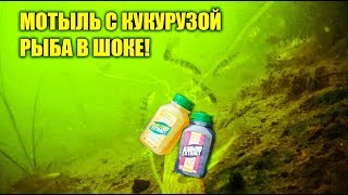 ЗАМЕШАЛ МОТЫЛЬ И КУКУРУЗУ, ОКУНЬ, ПЛОТВА, ЛИКВИД ДЛЯ РЫБАЛКИ, ПОДВОДНАЯ СЪЕМКА РЕАКЦИЯ РЫБЫ