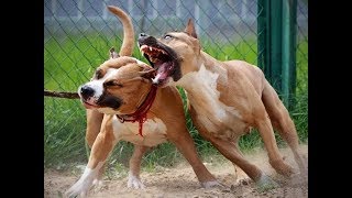 Что нельзя делать при содержание Бойцовой собаки Стаффордширский терьер