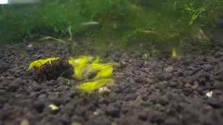 Neocaridina Davidi Var. Yellow - Teste