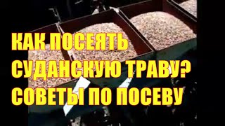 Как посеять суданскую траву? Советы по посеву.