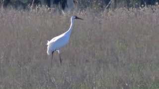 The Calvert Whooper