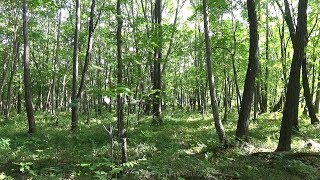 Прогулки по лесу, упрямые грибники.