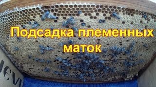 Подсадка племенных маток Карника ИО на лупящийся расплод