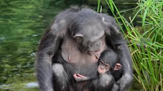 El bebé chimpancé COCO cumple 5 meses en BIOPARC Valencia (#ExperienciasBioparc)