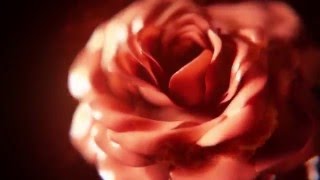 Video footage effect rose on fire