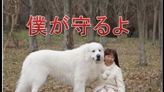 飼い主に忠誠を誓う超大型犬おすすめランキング１０