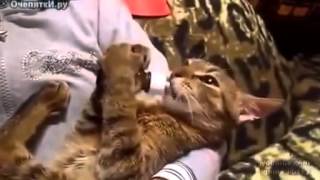 Смешные животные  Приколы с кошками собаками