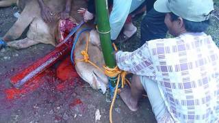 Idul Adha / Day of Sacrifice