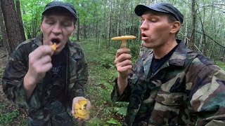 ОБЪЕЛСЯ ГРИБОВ В ЛЕСУ И ЗАКОЛБАСИЛО ПО ПОЛНОЙ... ГРИБЫ ЭТО ПРЕКРАСНО!