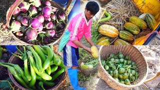 EP.1ผักอินทรีย์ที่คันนา: ปลูกผักอินทรีย์ขาย รายได้ดี บนพื้นที่คันนา Organic garden by ครัวบ้านผม