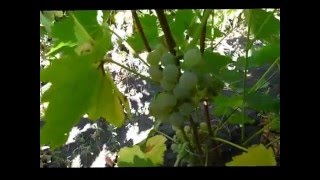 Сорт винограда Олег.
