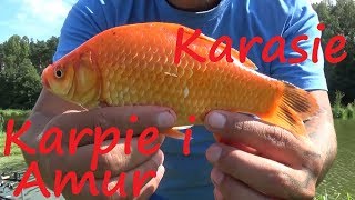 Karasie, Karpie i Amur na Method Feeder