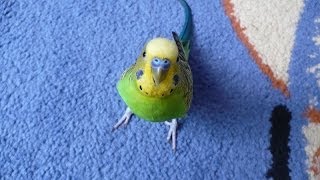 ГОВОРЯЩИЙ ПОПУГАЙ КЕША ЗОВЕТ САШУ ПИТЬ ЧАЙ
