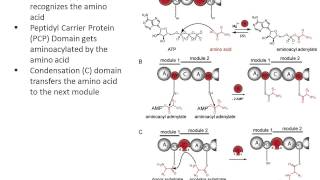 Non Ribosomal Peptides