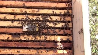 Подсадка матки в обезматченную пчелосемью. Реакция пчел на подсаду матки