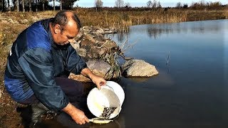 Зарыбление Пруда Верхоплавкой своими руками. Путина в рыбхозе. Запуск и вылов рыбы