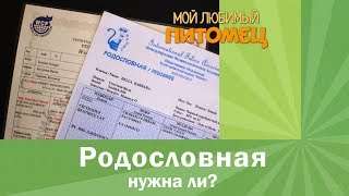 РОДОСЛОВНАЯ: как можно сэкономить на покупке кошки? Зачем и кому нужны документы