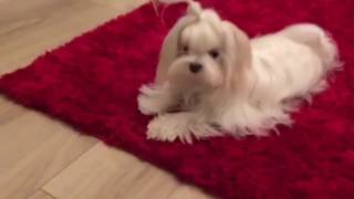 Мальтийская болонка Лаки (Мальтезе maltese)