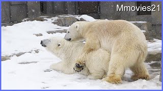 Courtship of Polar Bears~ホッキョクグマの求愛