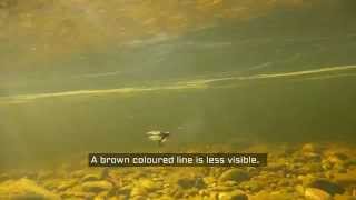 Which Colour Leader for salmon in Scotland?