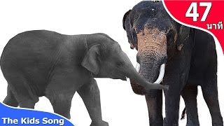 เพลงช้าง  ก.ไก่ เพลงเป็ด เต่า รวมเพลงเด็๋กอนุบาล - The kids song