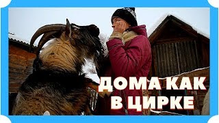 КОЗЕЛ НАГЛЕЕТ, А КОЗЫ РОЖАЮТ