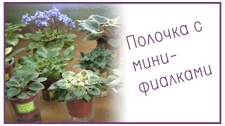 Полочка с мини-фиалками
