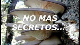 Cultivo de setas