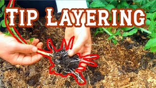 Tip Layering: Late Summer Discussion