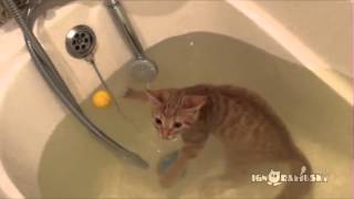 I can swim! (Плавучий Кот)